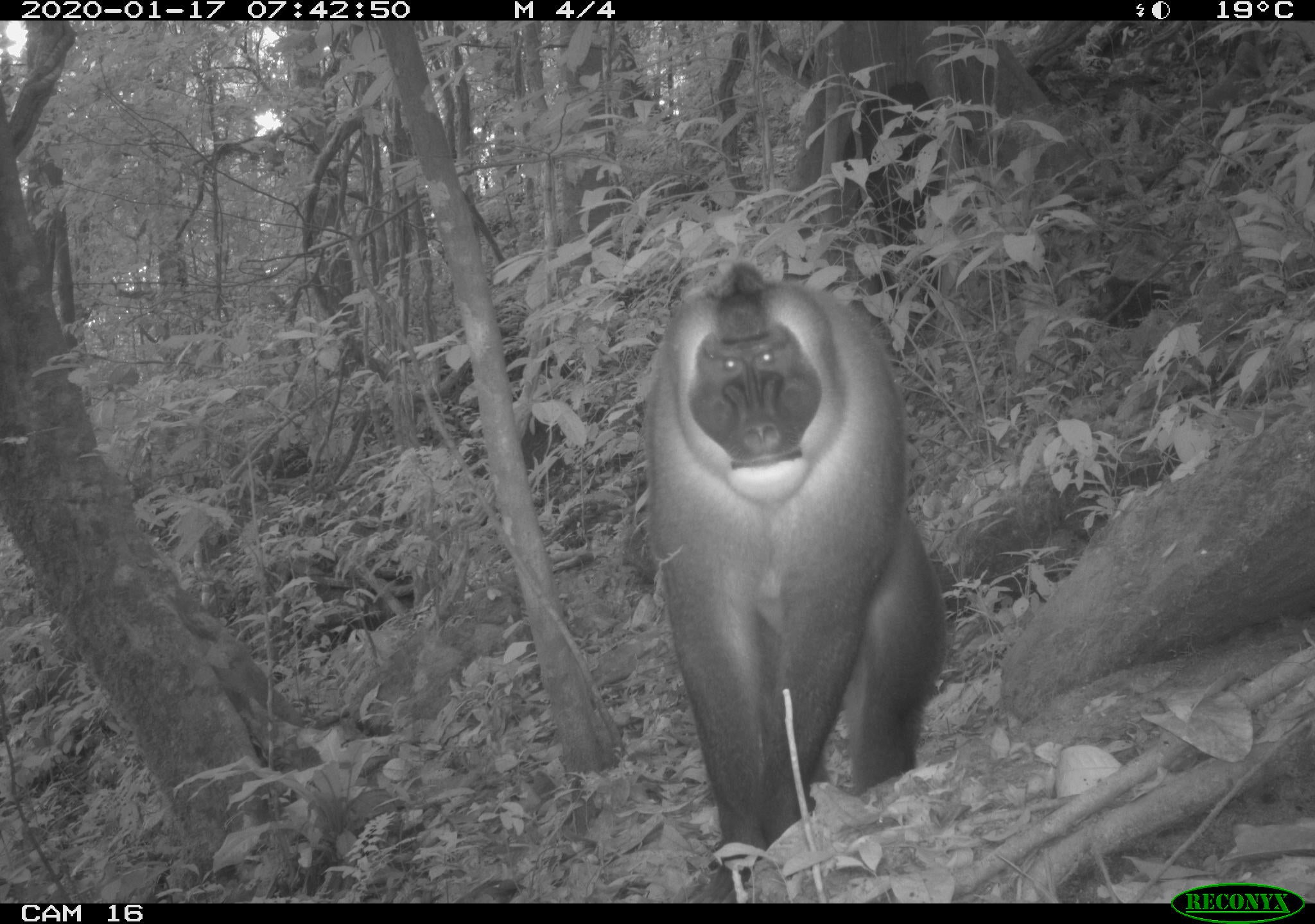 Drills in the Ebo forest, Cameroon San Diego Zoo Wildlife Alliance